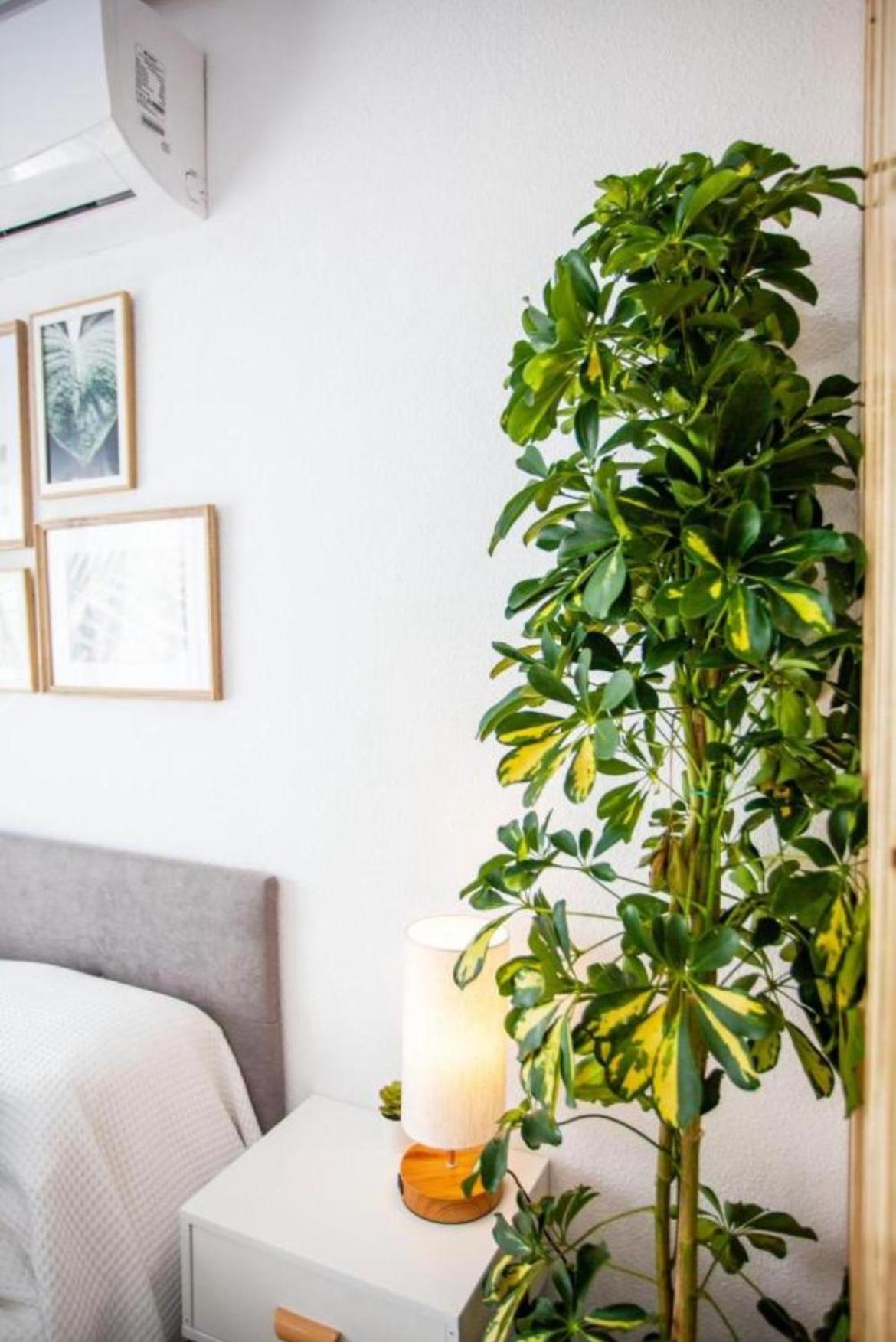 Ole Studio Apartment Rojales Εξωτερικό φωτογραφία